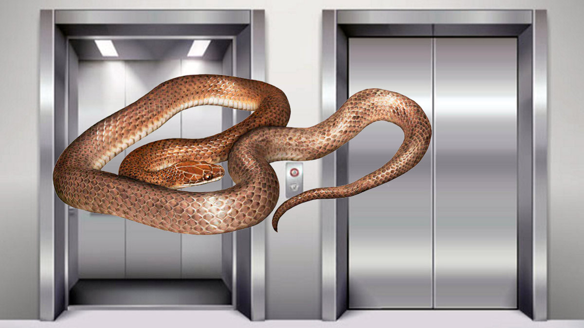 Sognando che c'era un serpente arrotolato nell'ascensore