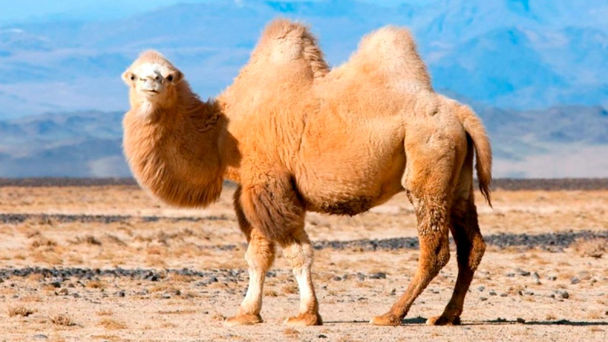 Cosa significa sognare un cammello
