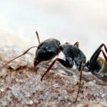 sognare le formiche