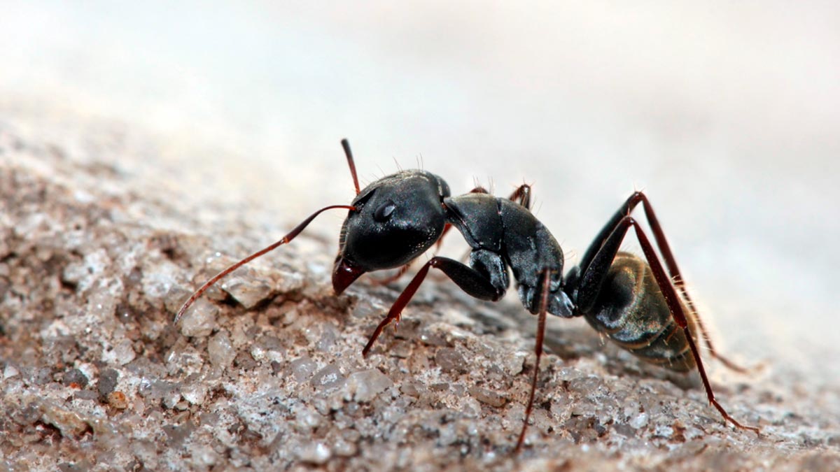 Cosa significa sognare le formiche