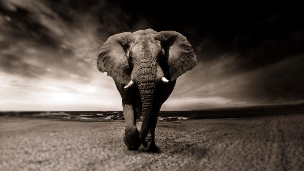 sognare un elefante