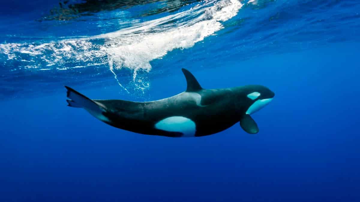 Cosa significa sognare le orche