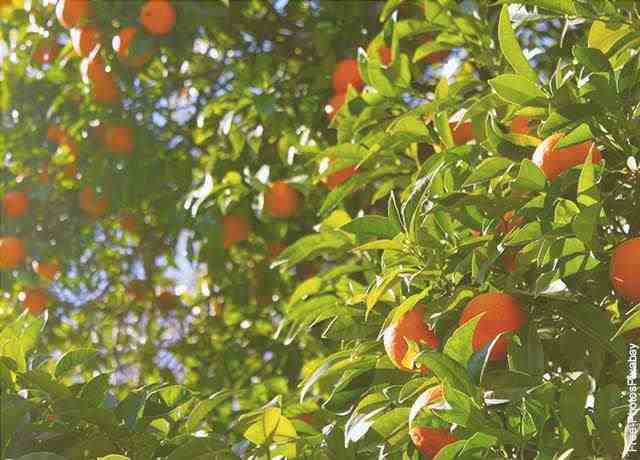 La foto di un albero di arance rivela cosa vuol dire sognare gli alberi