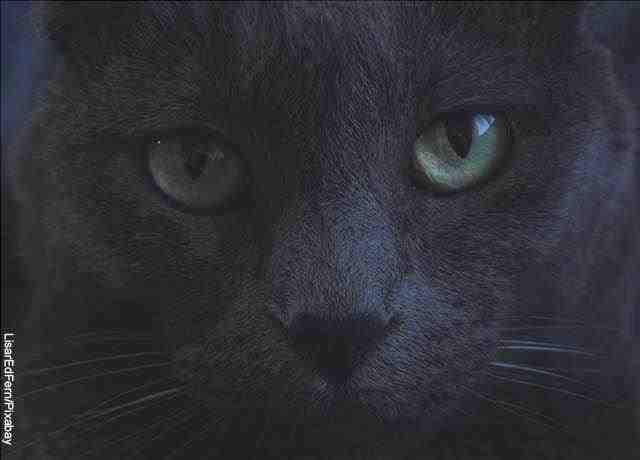 Foto della faccia di un gatto nero che mostra cosa vuol dire sognare la stregoneria