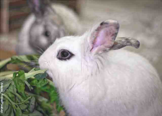 Immagine di un coniglio che mangia che rivela cosa significa sognare un coniglio bianco.