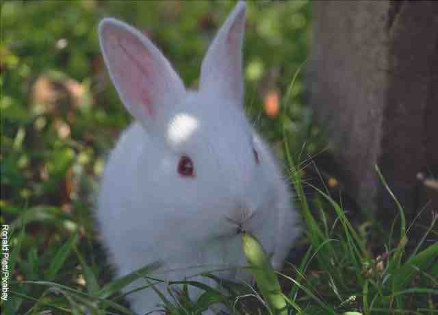 Foto di un coniglio seduto in un campo