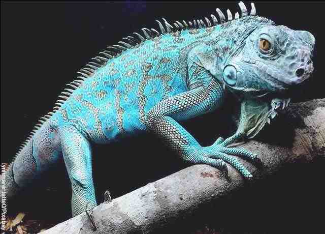 La foto di un'iguana blu su un albero mostra cosa vuol dire sognare le iguane.