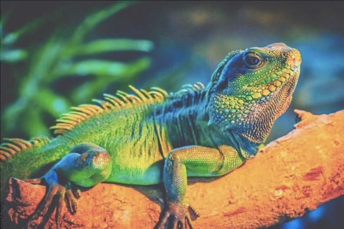 Foto di un'iguana