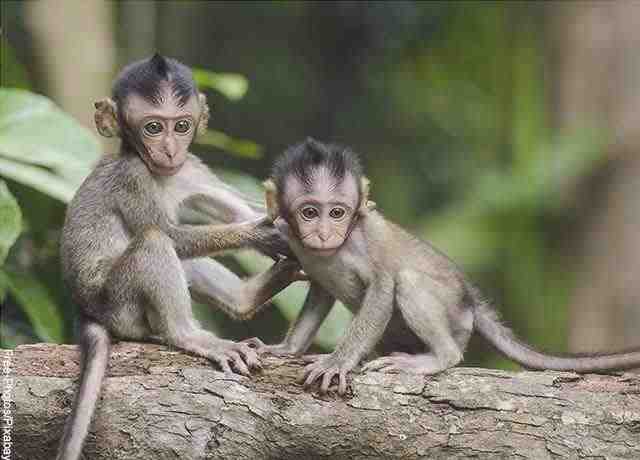 Immagine di due piccole scimmie su un ramo di un albero