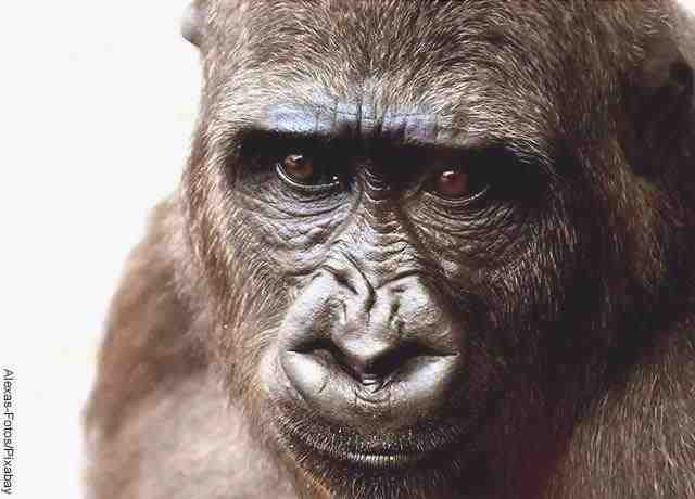 Foto del volto di un gorilla