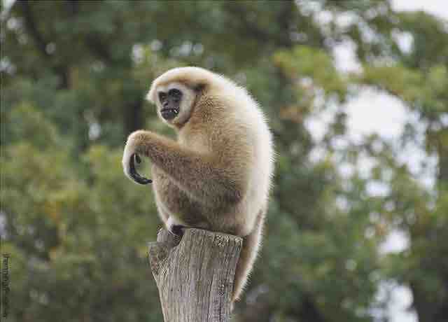 La foto di una scimmia su un bastone di legno rivela cosa vuol dire sognare le scimmie