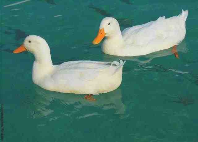 Immagine di due anatre bianche che nuotano nell'acqua
